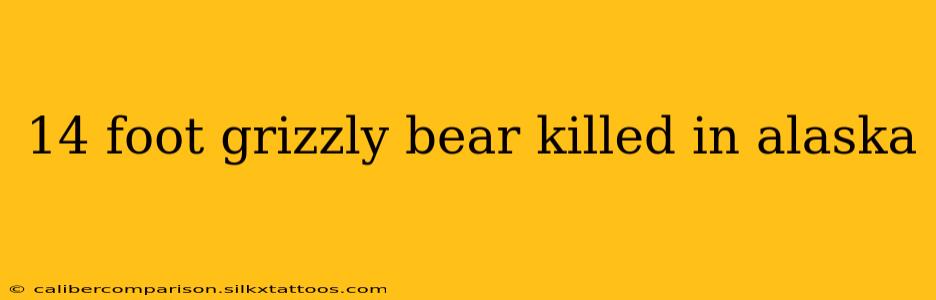 14 foot grizzly bear killed in alaska