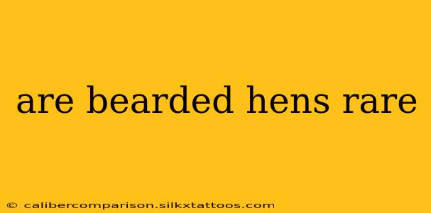 are bearded hens rare