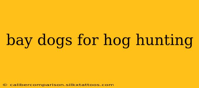 bay dogs for hog hunting