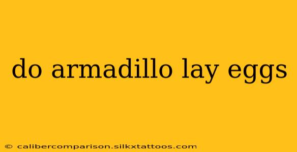 do armadillo lay eggs