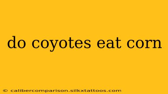 do coyotes eat corn