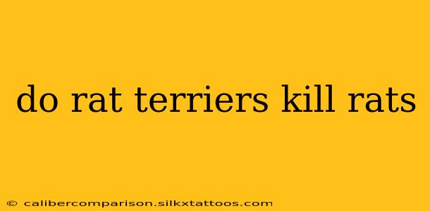 do rat terriers kill rats