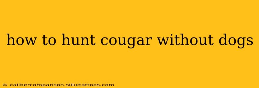 how to hunt cougar without dogs