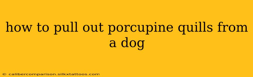 how to pull out porcupine quills from a dog