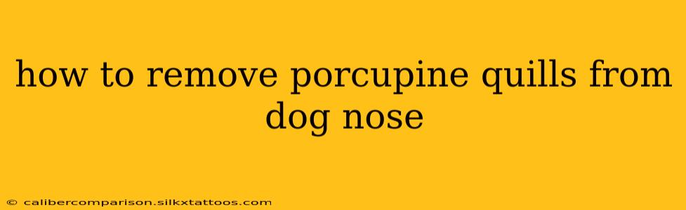 how to remove porcupine quills from dog nose