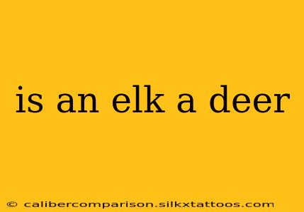 is an elk a deer