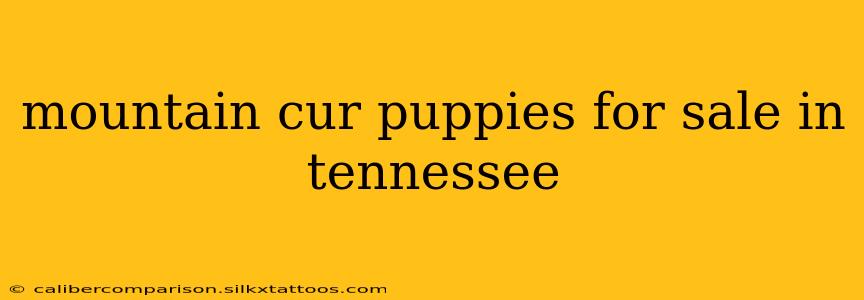 mountain cur puppies for sale in tennessee