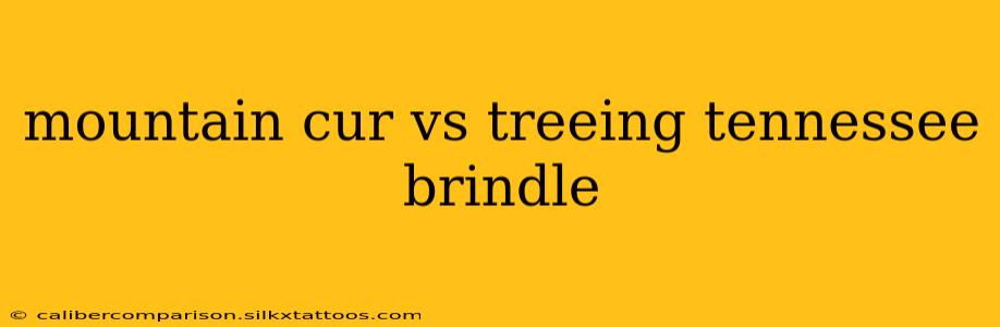 mountain cur vs treeing tennessee brindle