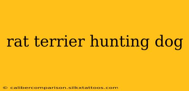 rat terrier hunting dog