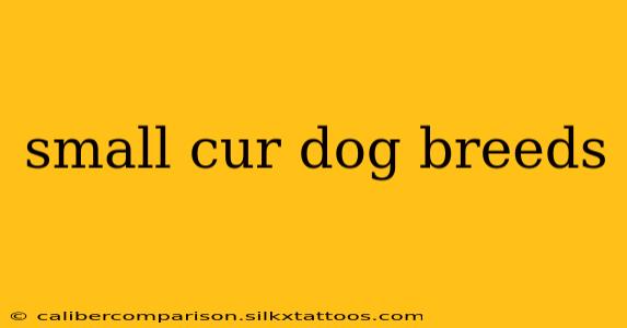 small cur dog breeds