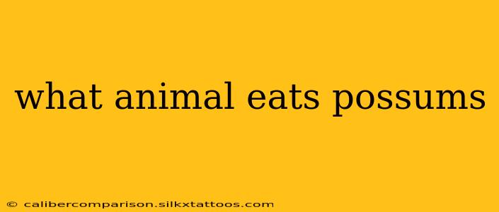 what animal eats possums