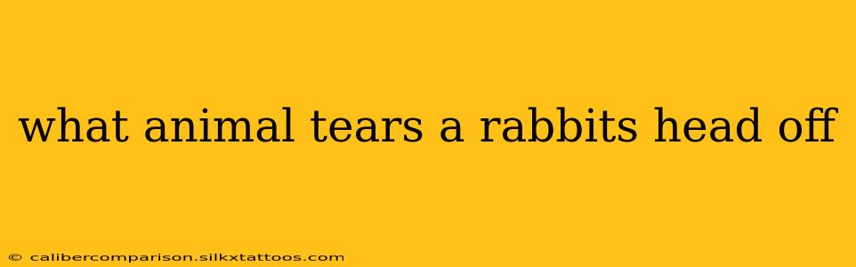 what animal tears a rabbits head off