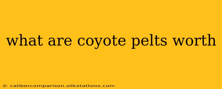 what are coyote pelts worth