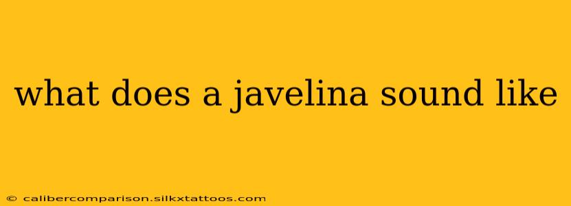 what does a javelina sound like