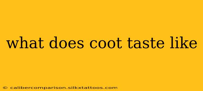 what does coot taste like