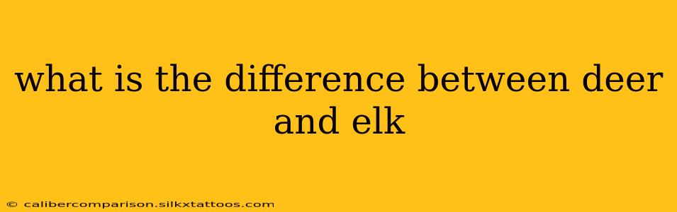 what is the difference between deer and elk