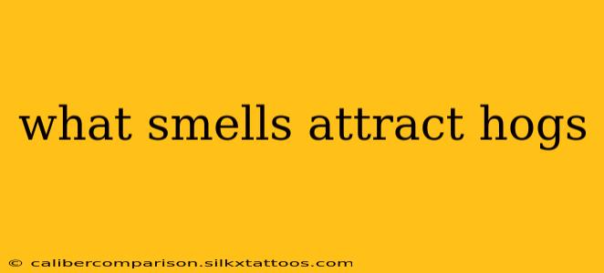 what smells attract hogs