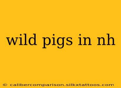 wild pigs in nh