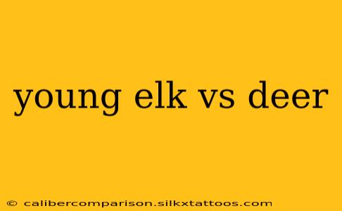 young elk vs deer